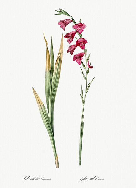 Eastern Gladiolus - 1805 - Les Liliacees - Pierre Redoute - Illustration Magnet