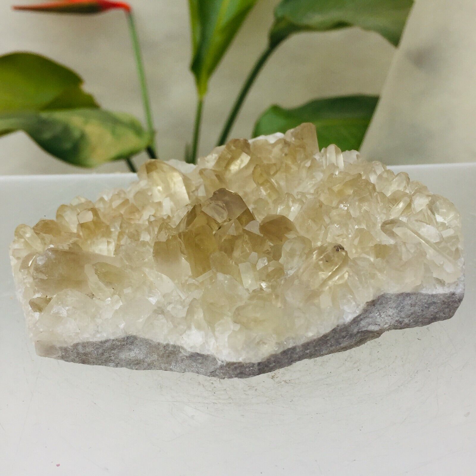 482g Natural Clear Tea Citrine Quartz Crystal Cluster Rough Healing Specimen