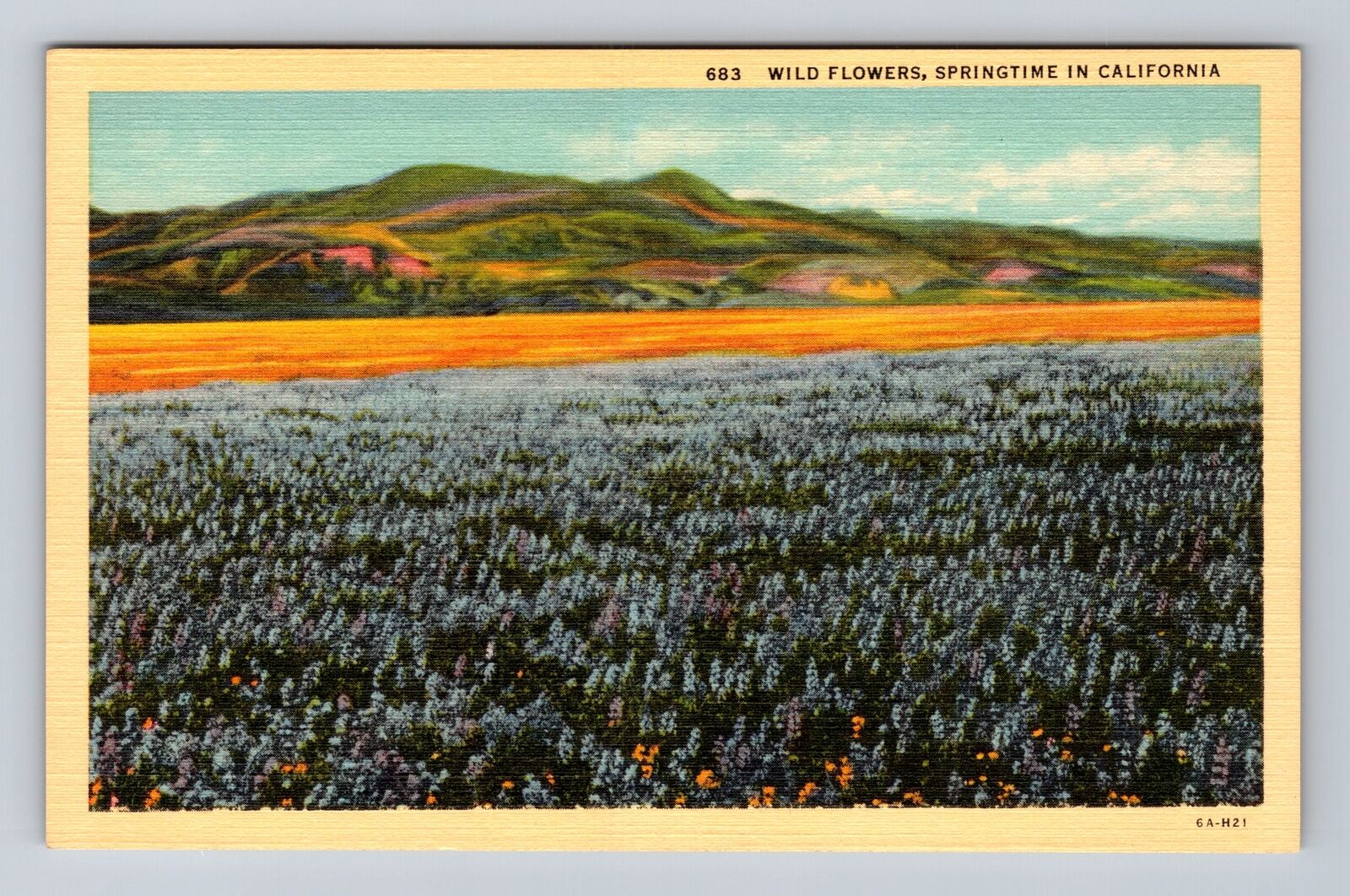CA-California, Wild Flowers, Springtime, Antique, Vintage Postcard
