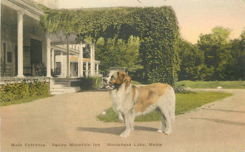 Albertype Squaw Mtn Inn Moosehead Lake Maine 1920s St. Bernard Postcard 21-3921