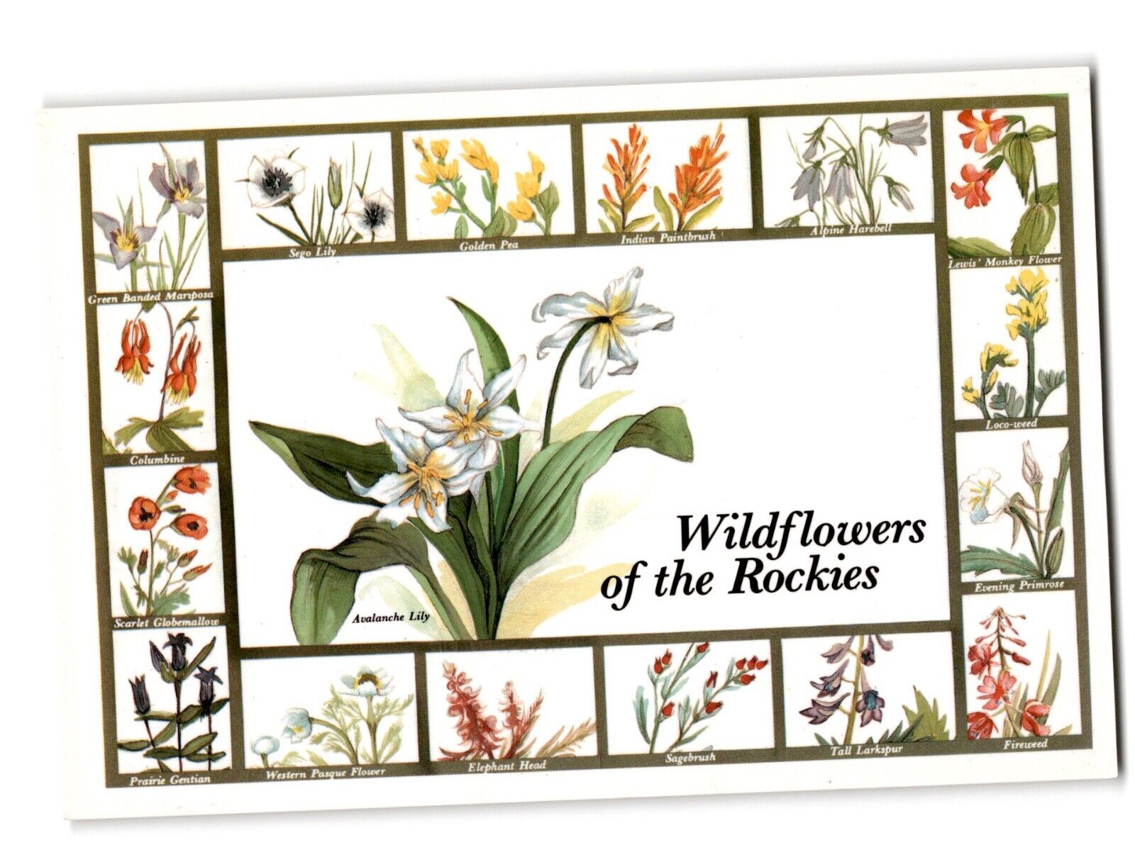 Wildflowers of the Rockies with Botanical Illustrations VINTAGE CHROME POSTCARD