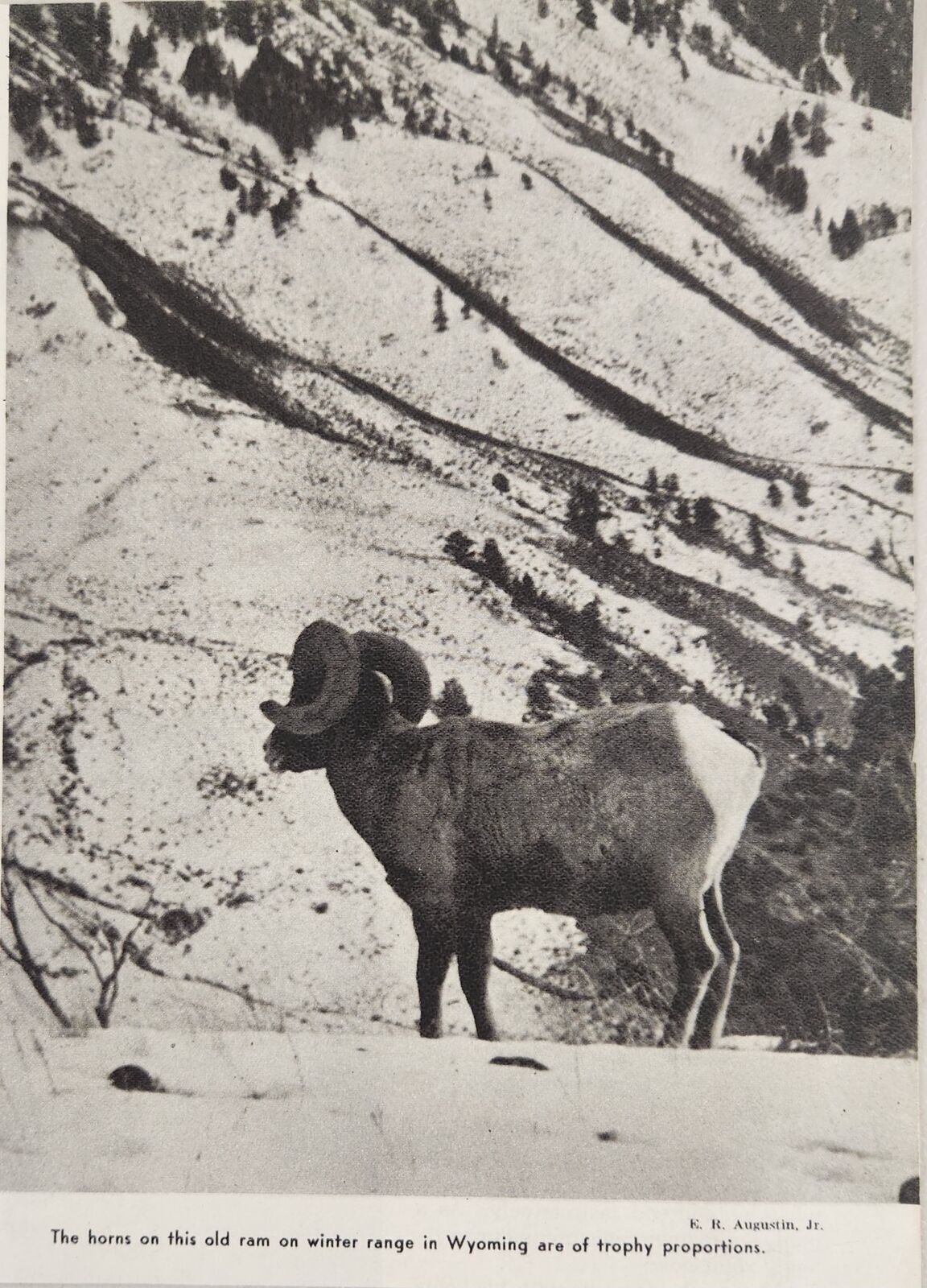 1942-43 Magazine Photo Old Bighorn Ram Sheep Trophy Horns Wyoming in Snow