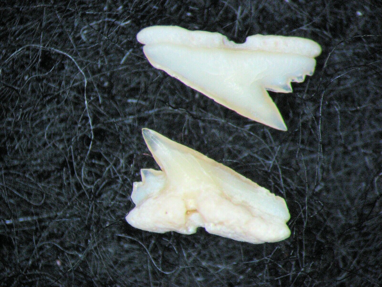 Vertebrate fossil slide mount - Palaeocene Morocco Galeorhinus meset shark tooth