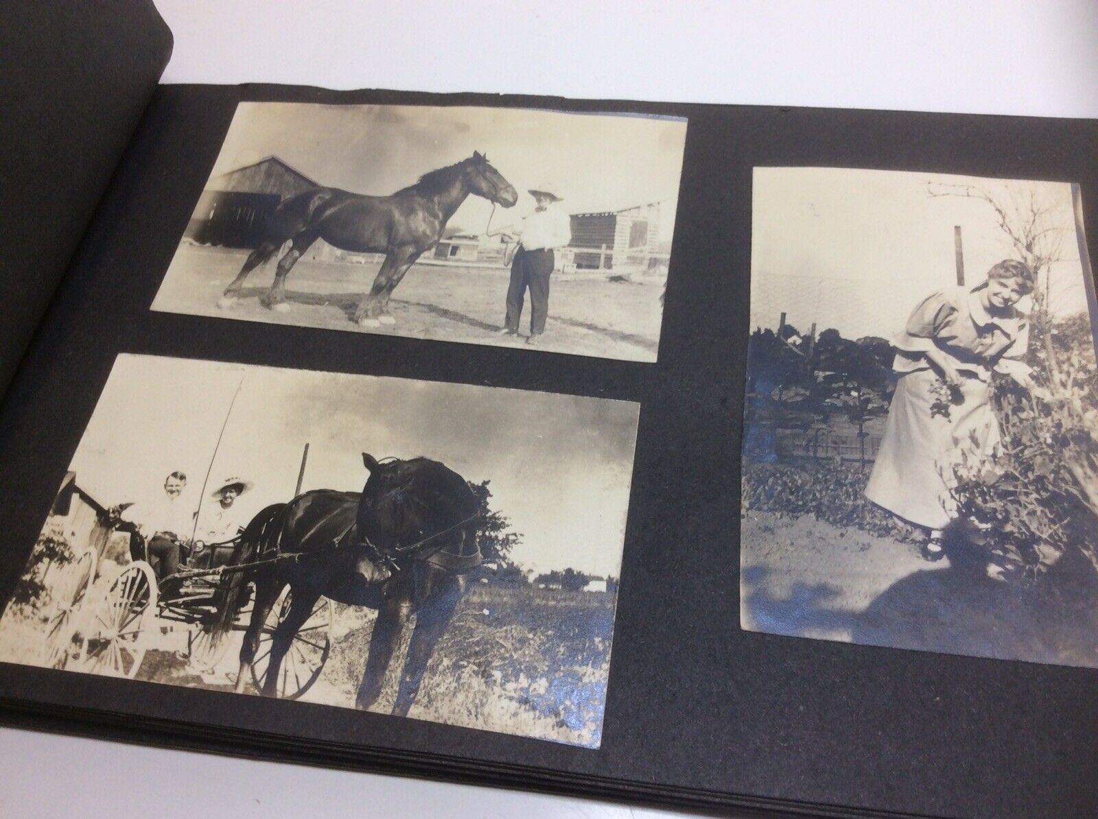 Vintage Antique. Scrapbook Photographs Book Whitmore Lake Michigan, Horse Buggy