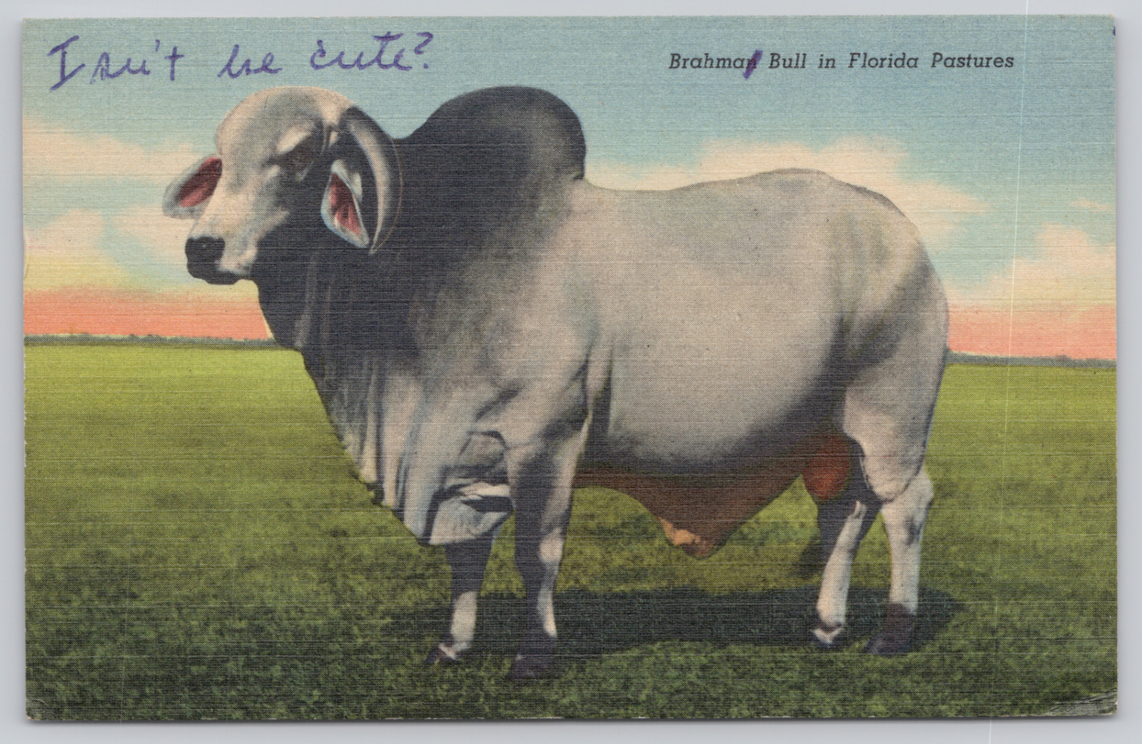 Brahman Bull in Florida Pastures, \'Isn\'t He Cute?\' c1935 Postcard, Cattle Ranch