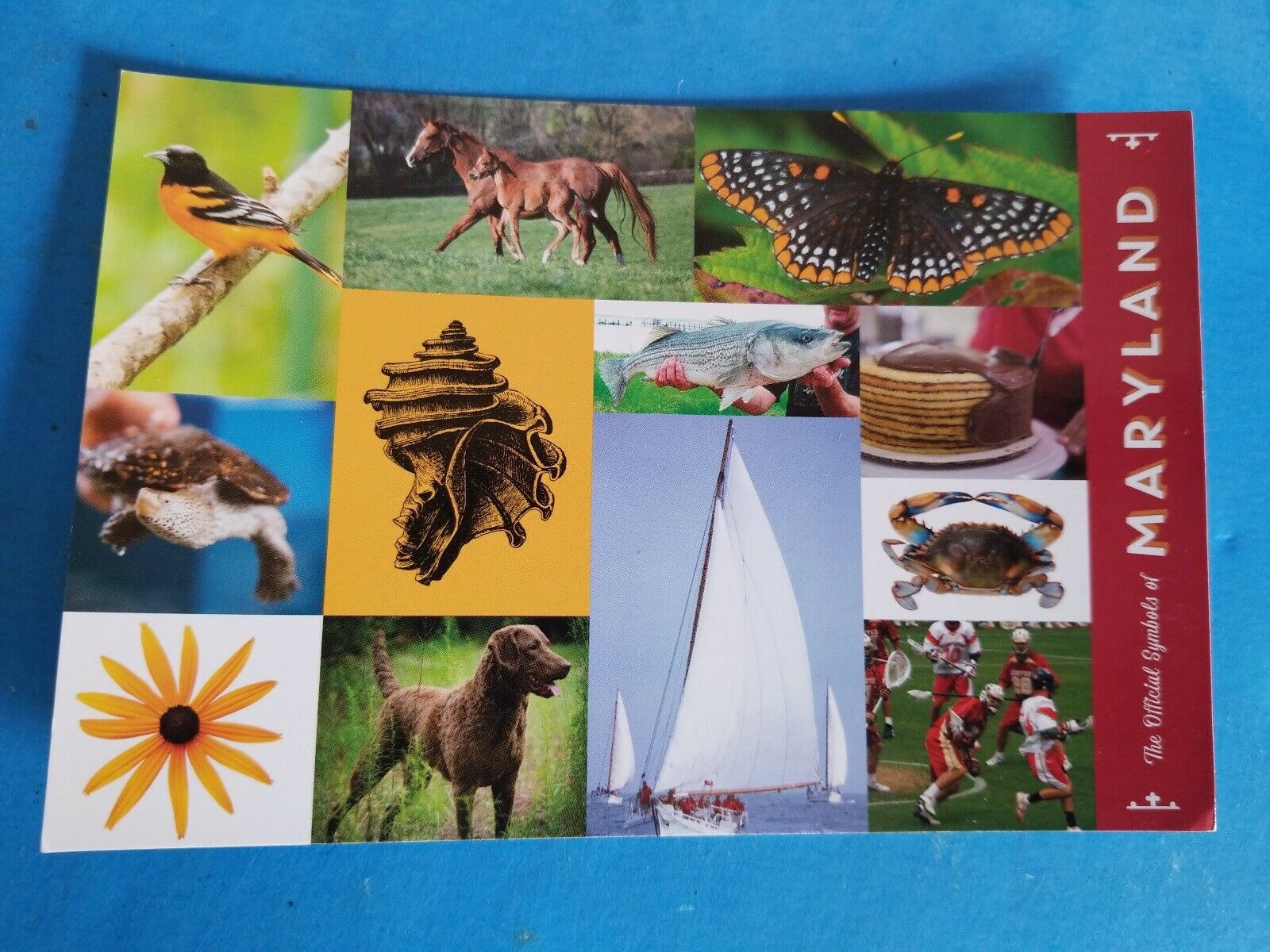 THE OFFICIAL SYMBOLS OF MARYLAND MINT CONDITION UNUSED POSTCARD.