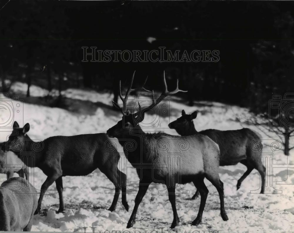 1968 Press Photo Rocky Mountain Elk - spx04800