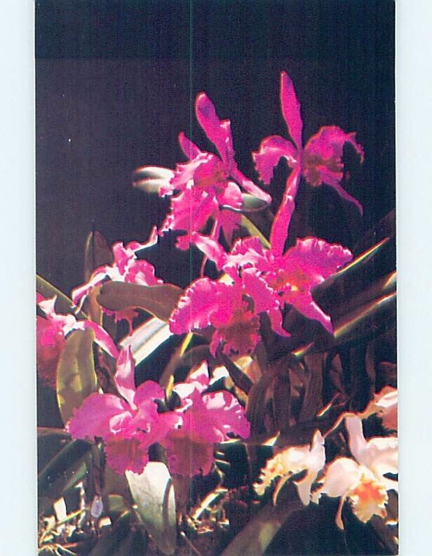 Pre-1980 FLOWERS AT ORCHID JUNGLE Homestead - Near Miami Florida FL hn4122