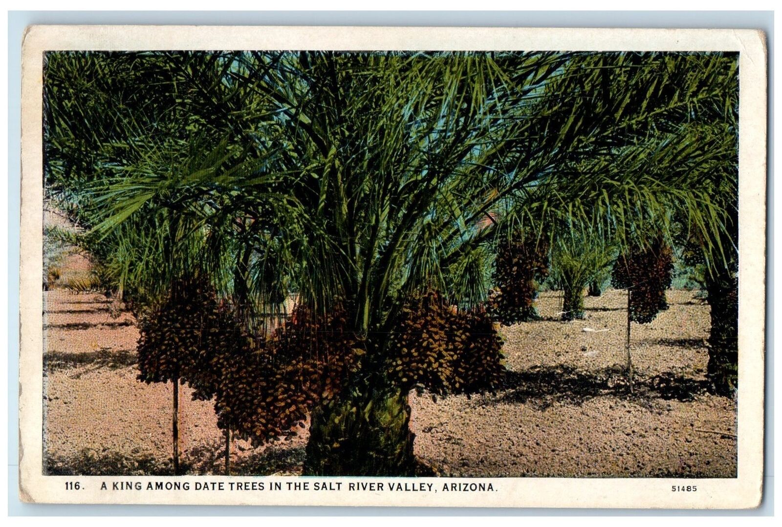 c1920s A King Among Date Trees In The Salt River Valley AZ  Unposted Postcard