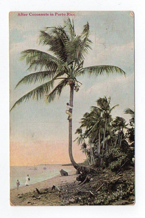DB Postcard, After Cocoanuts in Puerto Rico, 1910