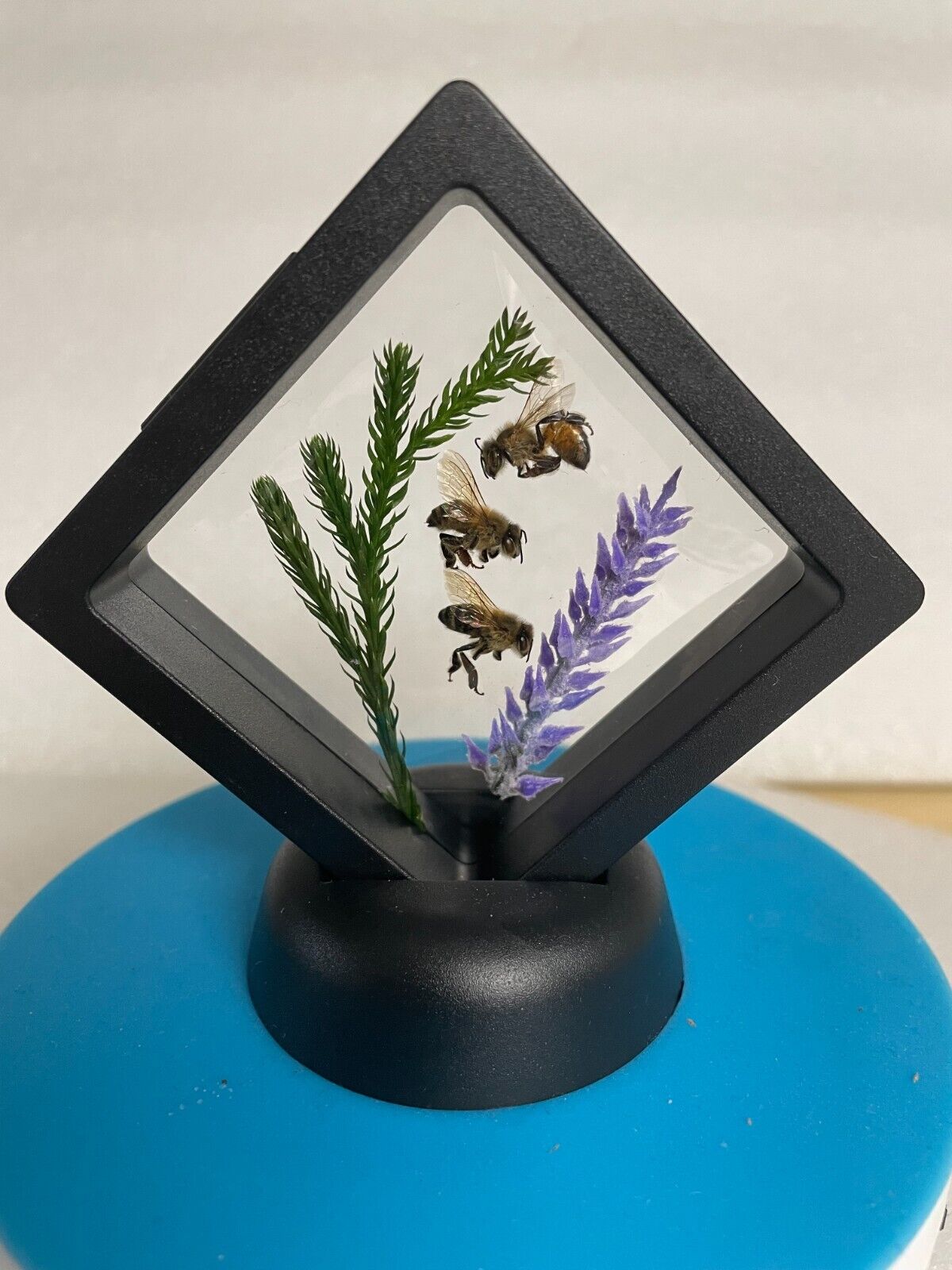 3 Real Preserved Honeybee + Floating Display insect honey home décor specimens