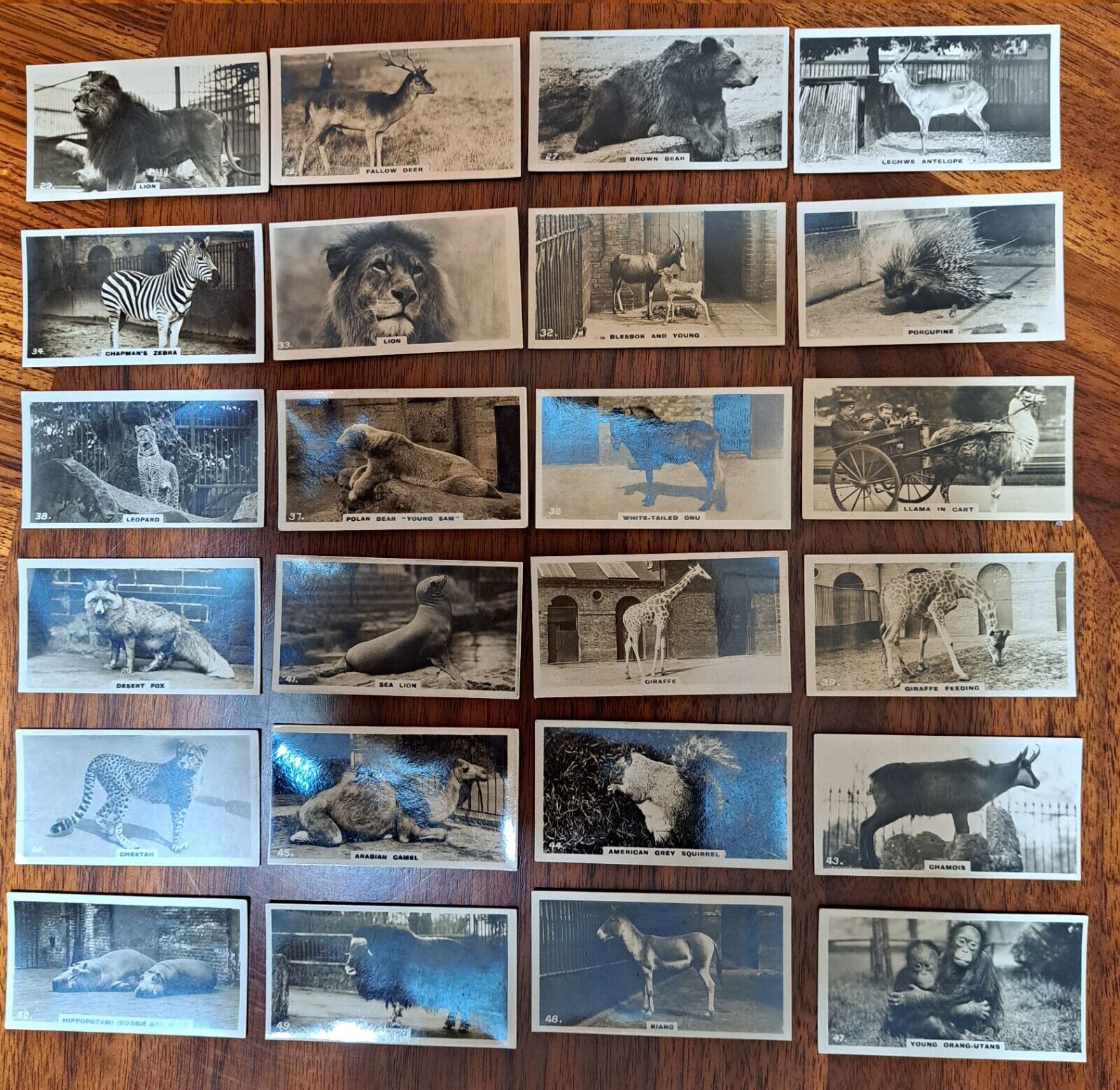 1927 WD & HO Wills Zoo Complete Set (50) Gold Flake Cigarette Cards NM Honey Dew