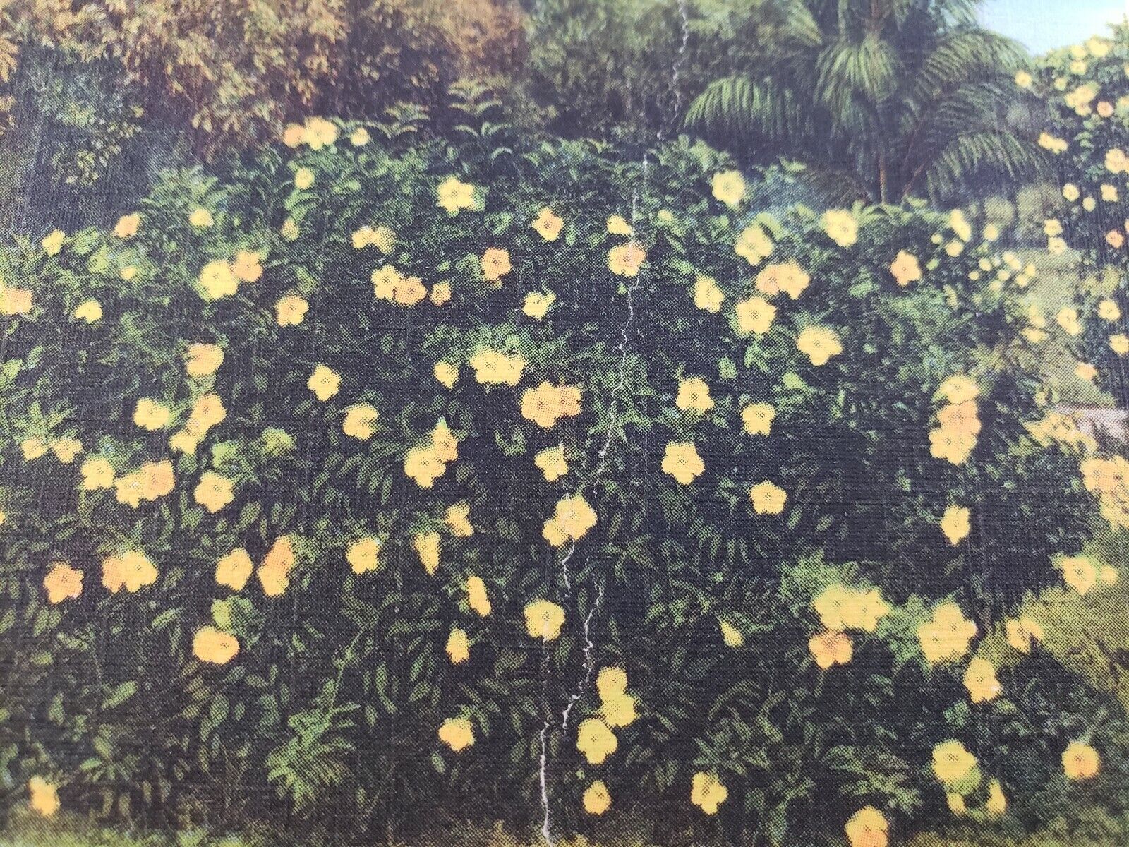 C 1940 A Florida Alamanda In Full Bloom Yellow Flower Bush Vintage Postcard