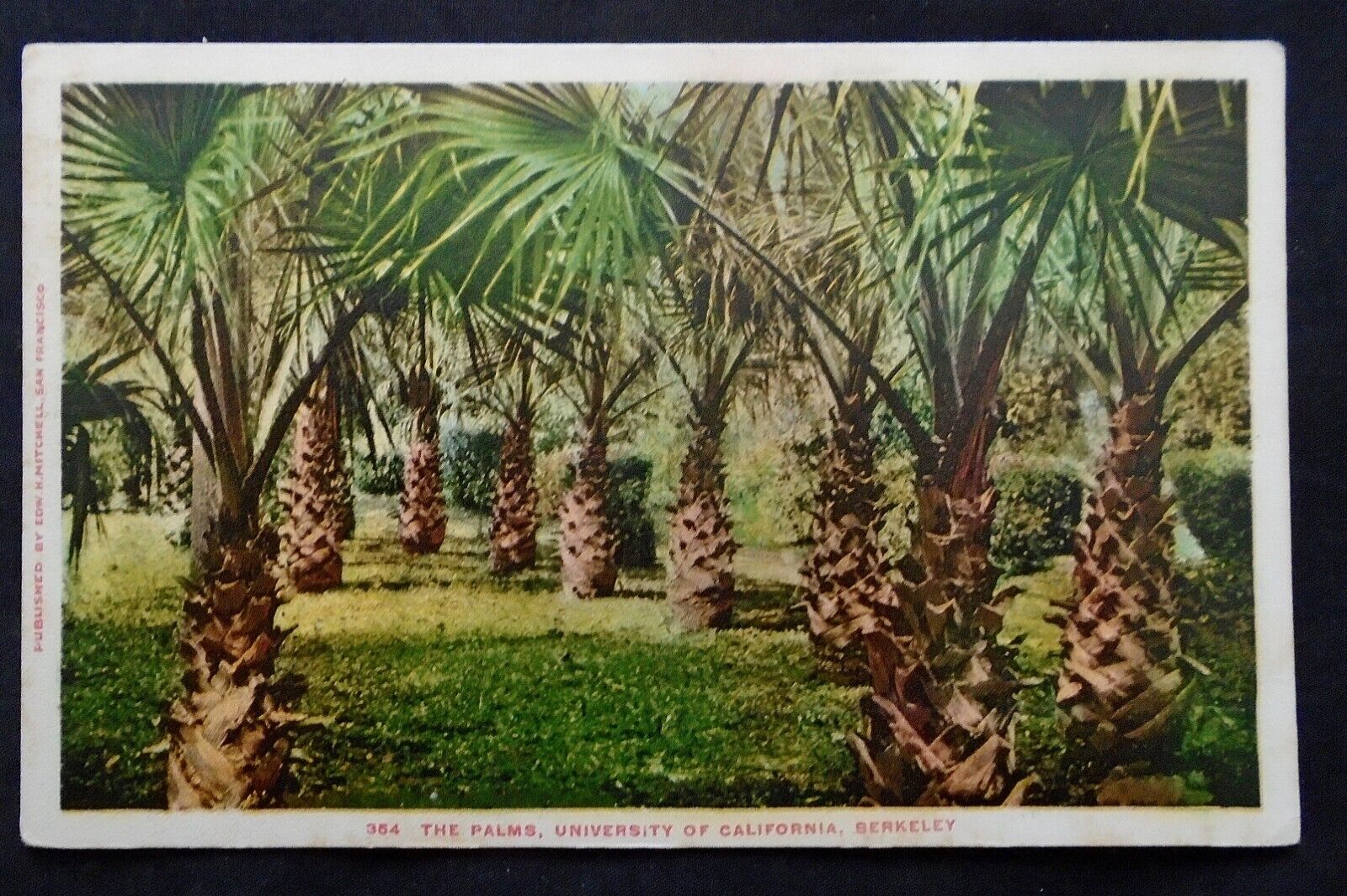 Berkeley, CA, University of California, The Palms, undivided back