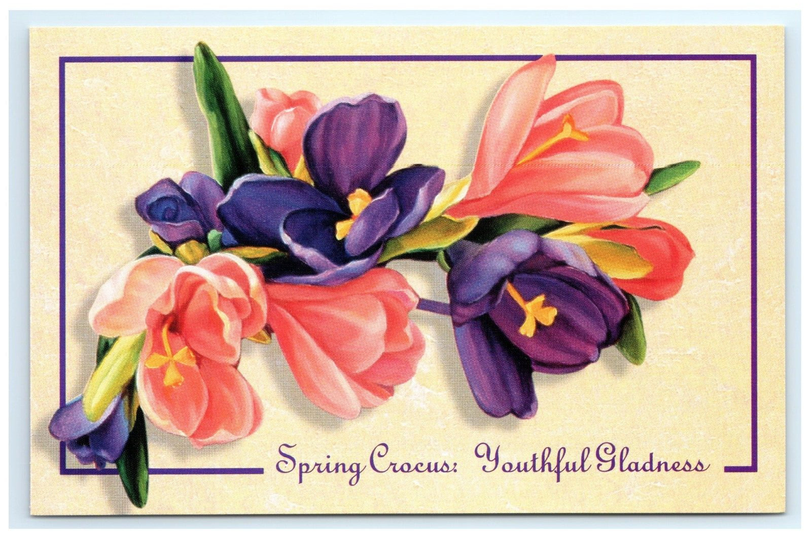 Crocus Purple Pink Flower Painting Postcard