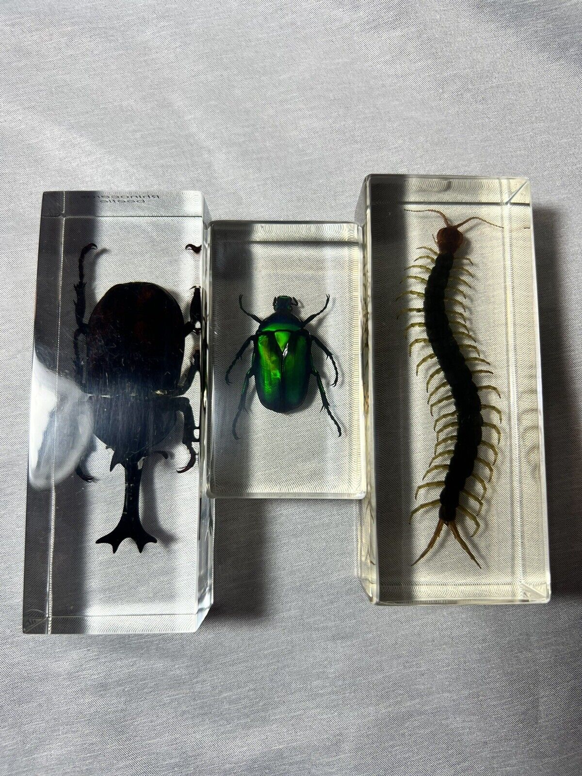 Insects-beetles And Centipede In Clear Blocks