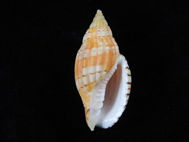 Sea shell Lyria delessertiana tulearensis 54.6mm ID#6962