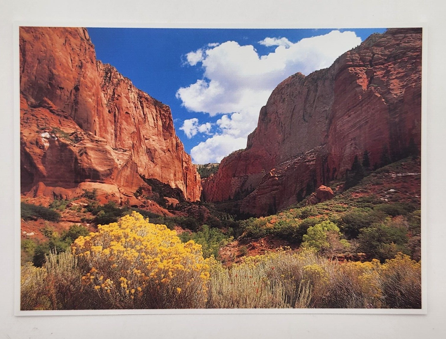 Postcard - Kolob Canyons -Yellow flowers  Zion National Park, Utah Unposted