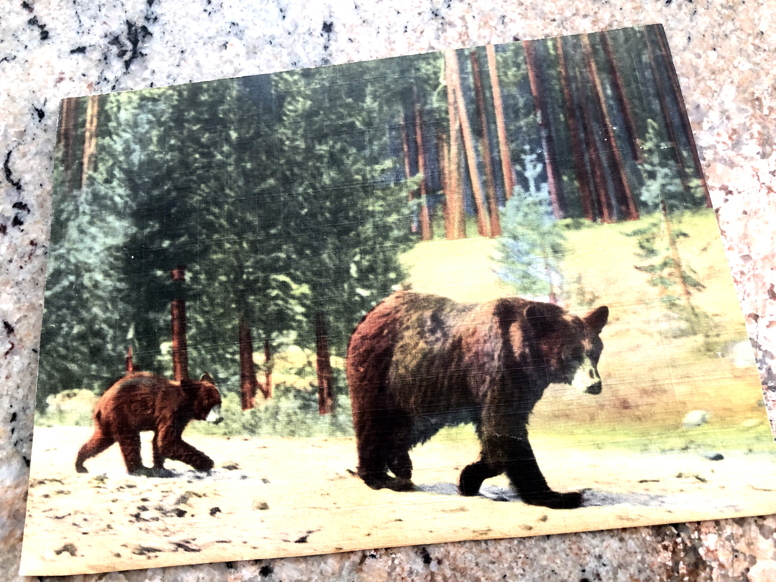 Yosemite National Park CA California Bear & Cub Vtg Giant 3¢ Postcard 6\