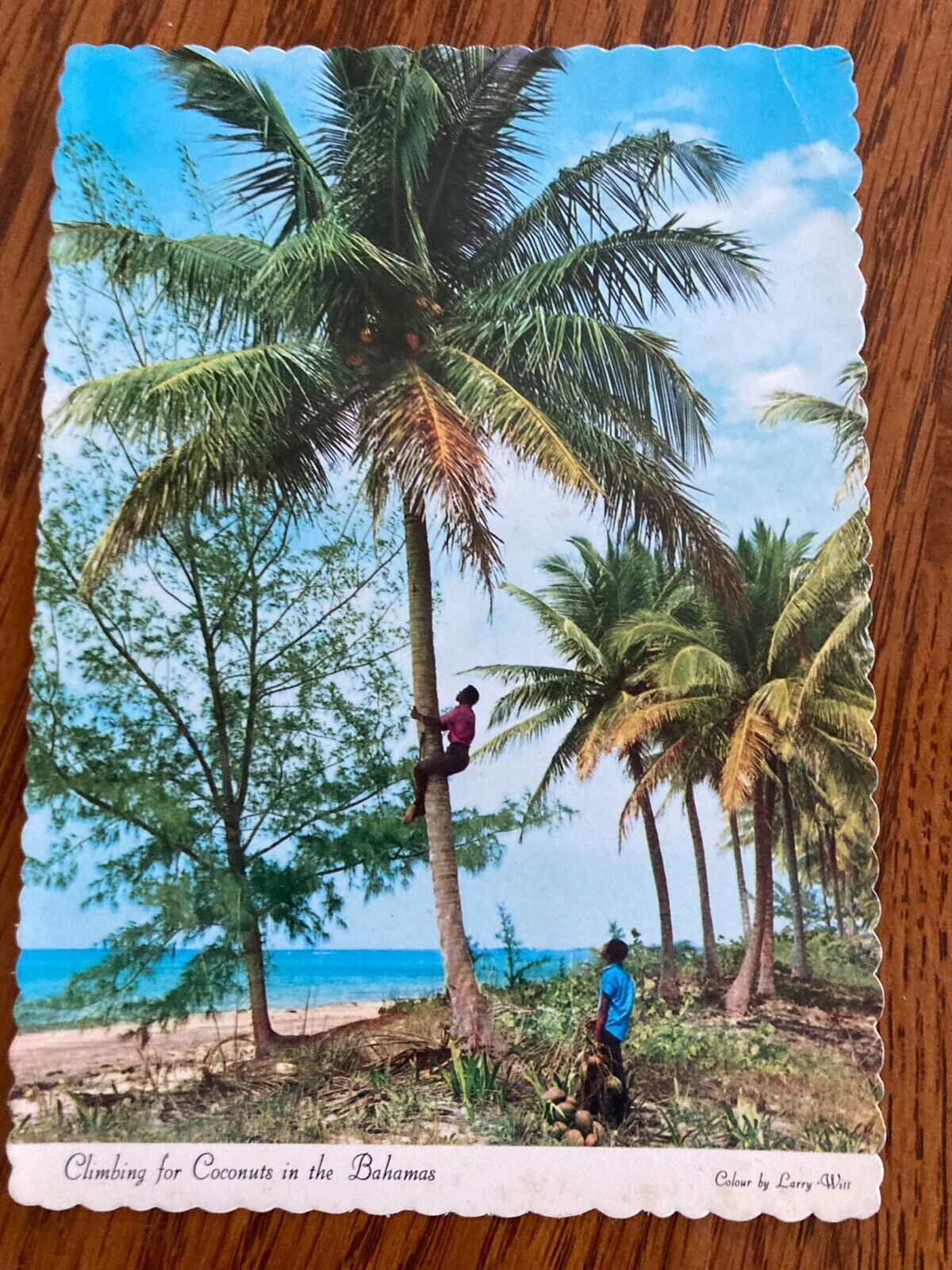 The Bahamas CLIMBING FOR COCONUTS 1964 Dexter Press Photo Postcard