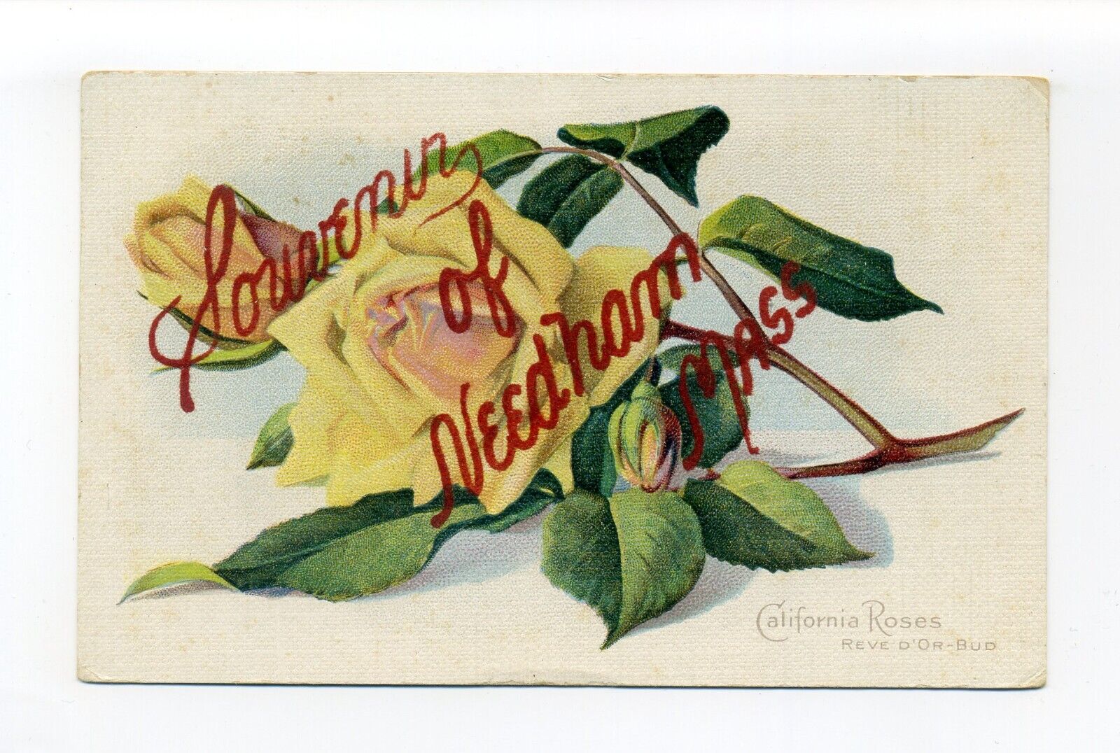 Souvenir of Needham MA 1916 postcard, yellow roses, raised red writing