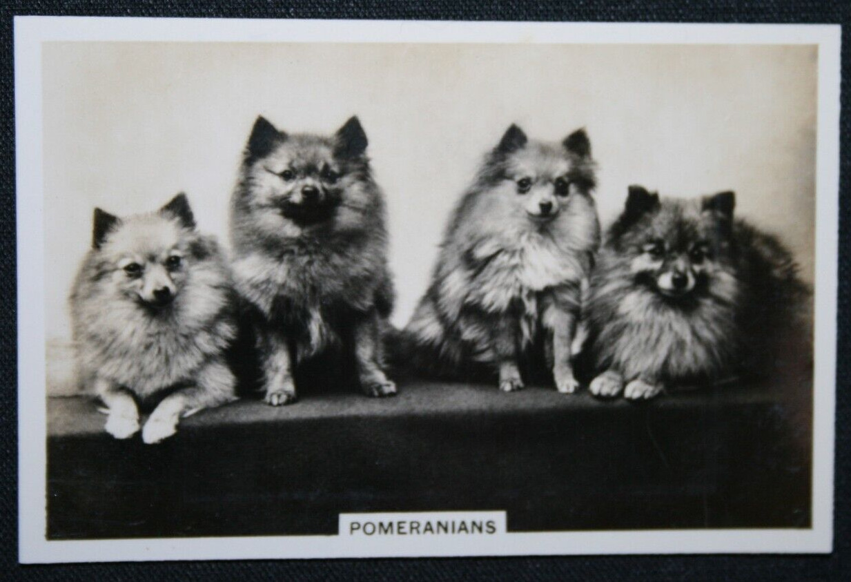 POMERANIAN   Vintage 1939 Photo Card   BD28MS