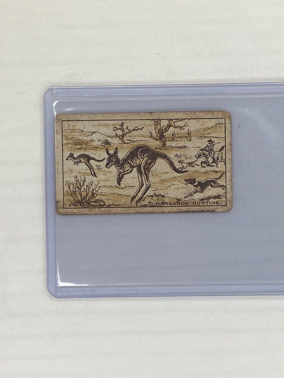 Rare 1910 Macrobertsons Confectionary Sports #5 Kangaroo Hunting Card