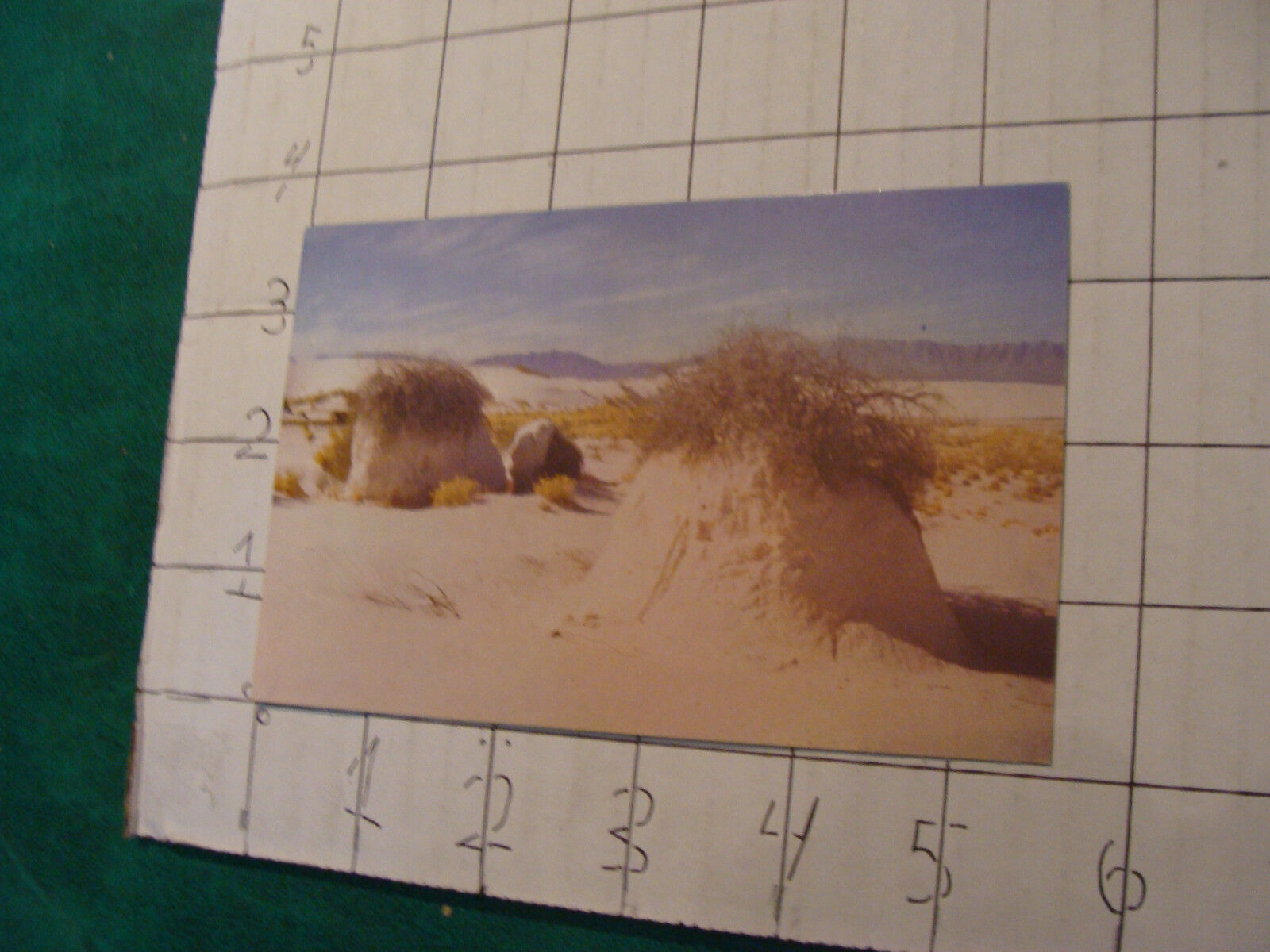 vintage unused Post Card: DESERT VEGETATION WHITE SANDS, NEW MEXICO 