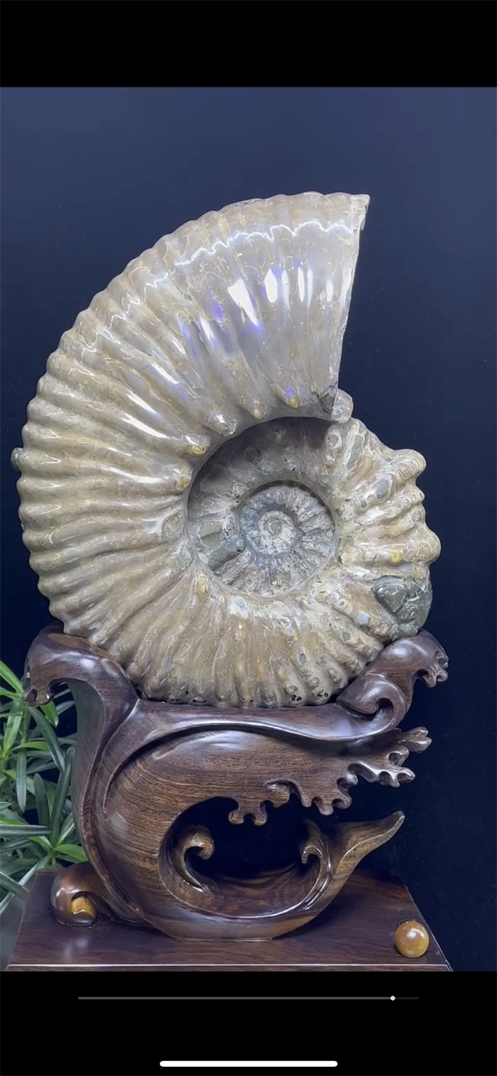 27.5LB TOP Natural purple ammonite fossil quartz crystal mineral specimen+stand