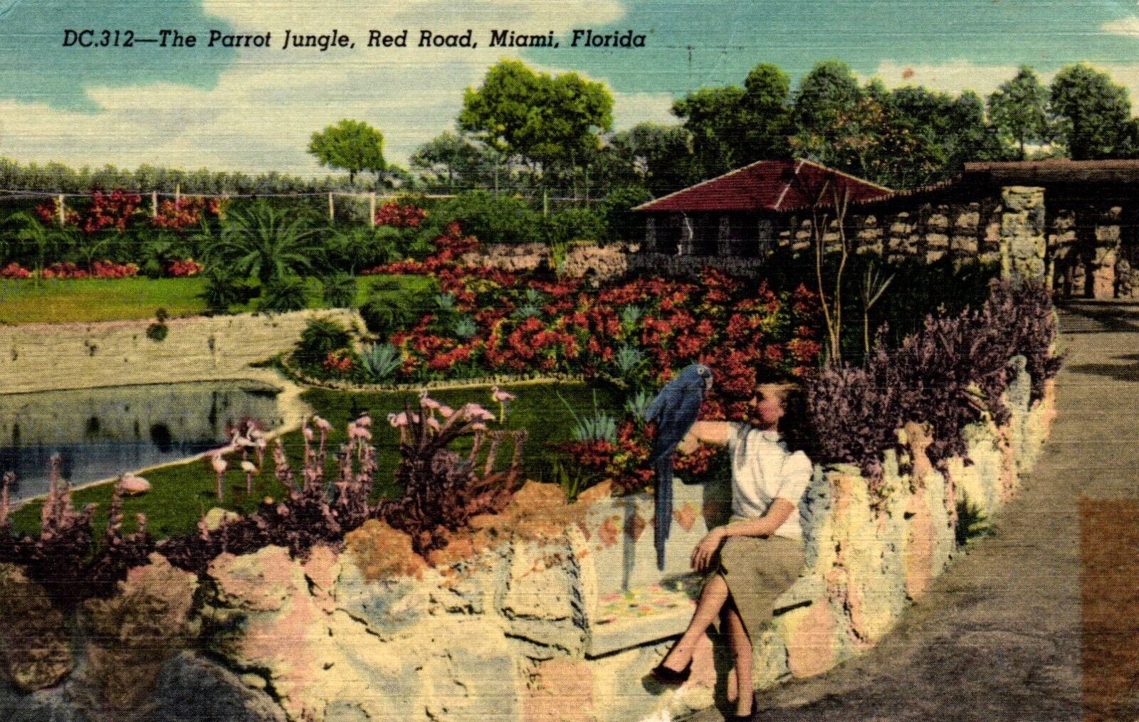 The Parrot Jungle Red Road Miami Florida Postcard