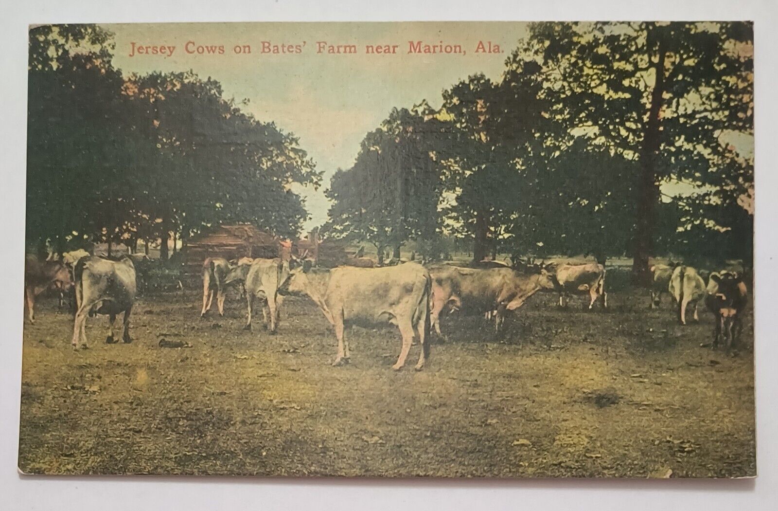 Marion AL Alabama Bates Farm Jersey Cows ZIM Vintage Postcard M5