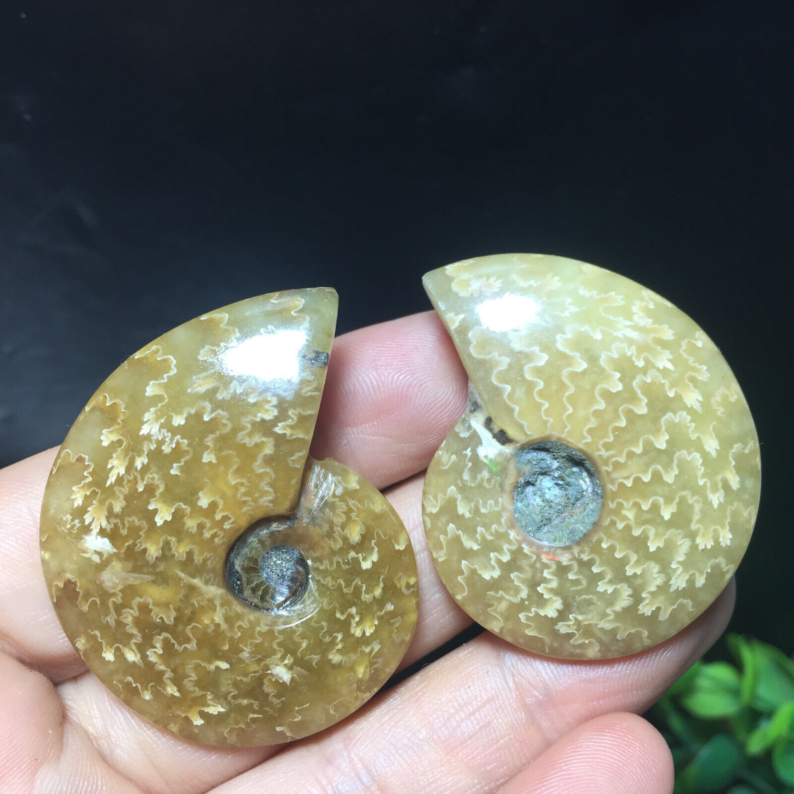 2pcs 38g Natural polishing conch ammonite fossil specimens of Madagascar 142