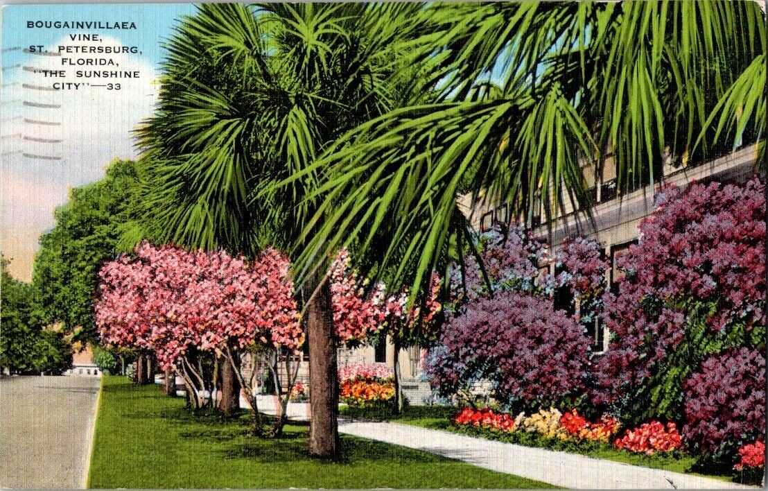 postcard Bougainvillaea Vine St Petersburg Florida A11