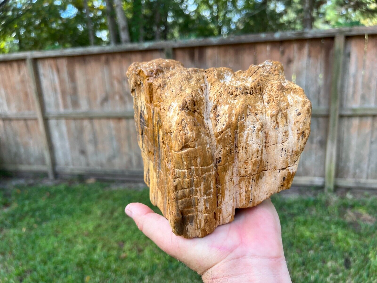 Texas Petrified Fossilized Wood Rotted Agatized Log Ideal Aquarium Piece