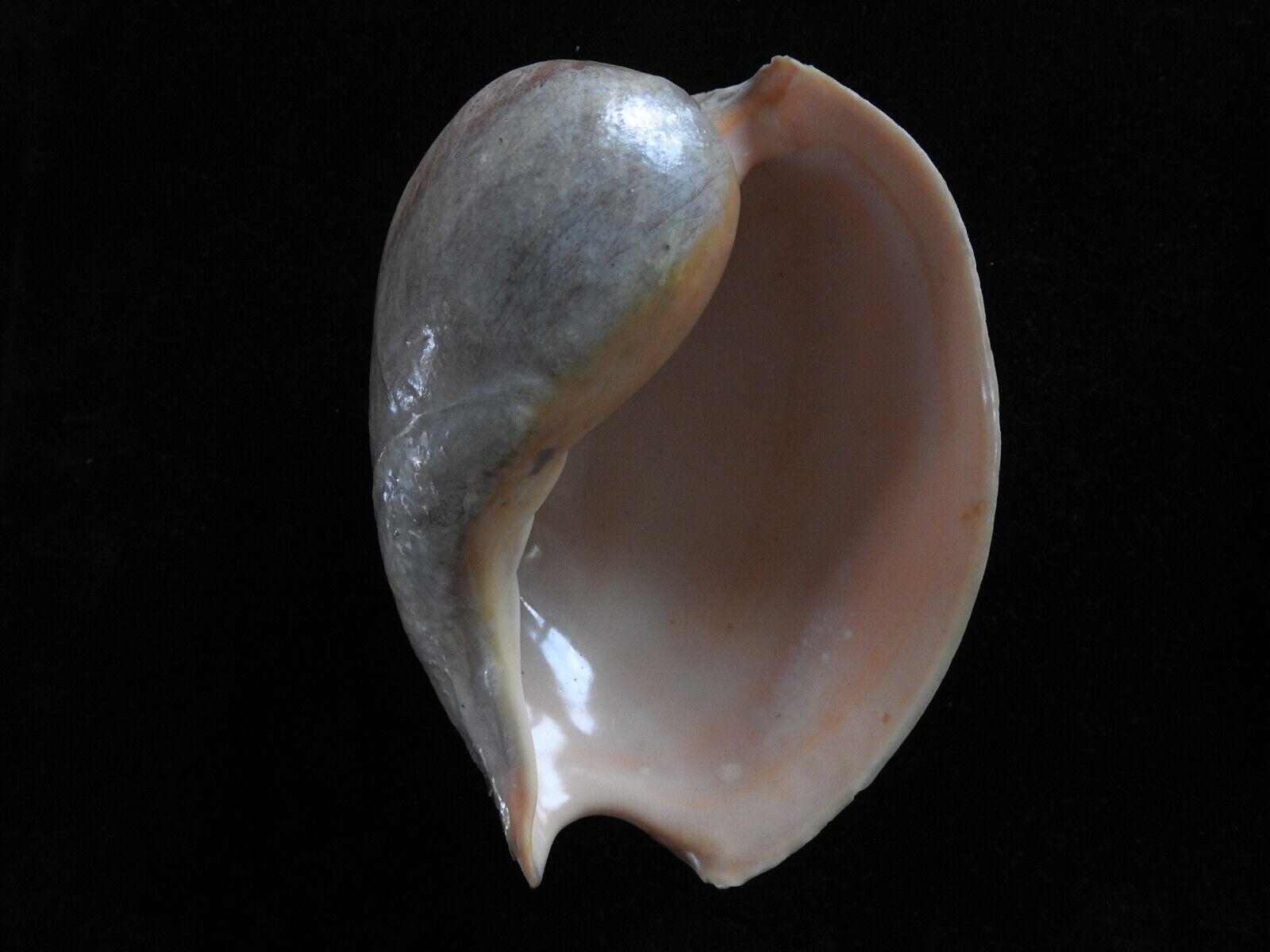 Sea shells Cymbium pepo 149mm ID#5893