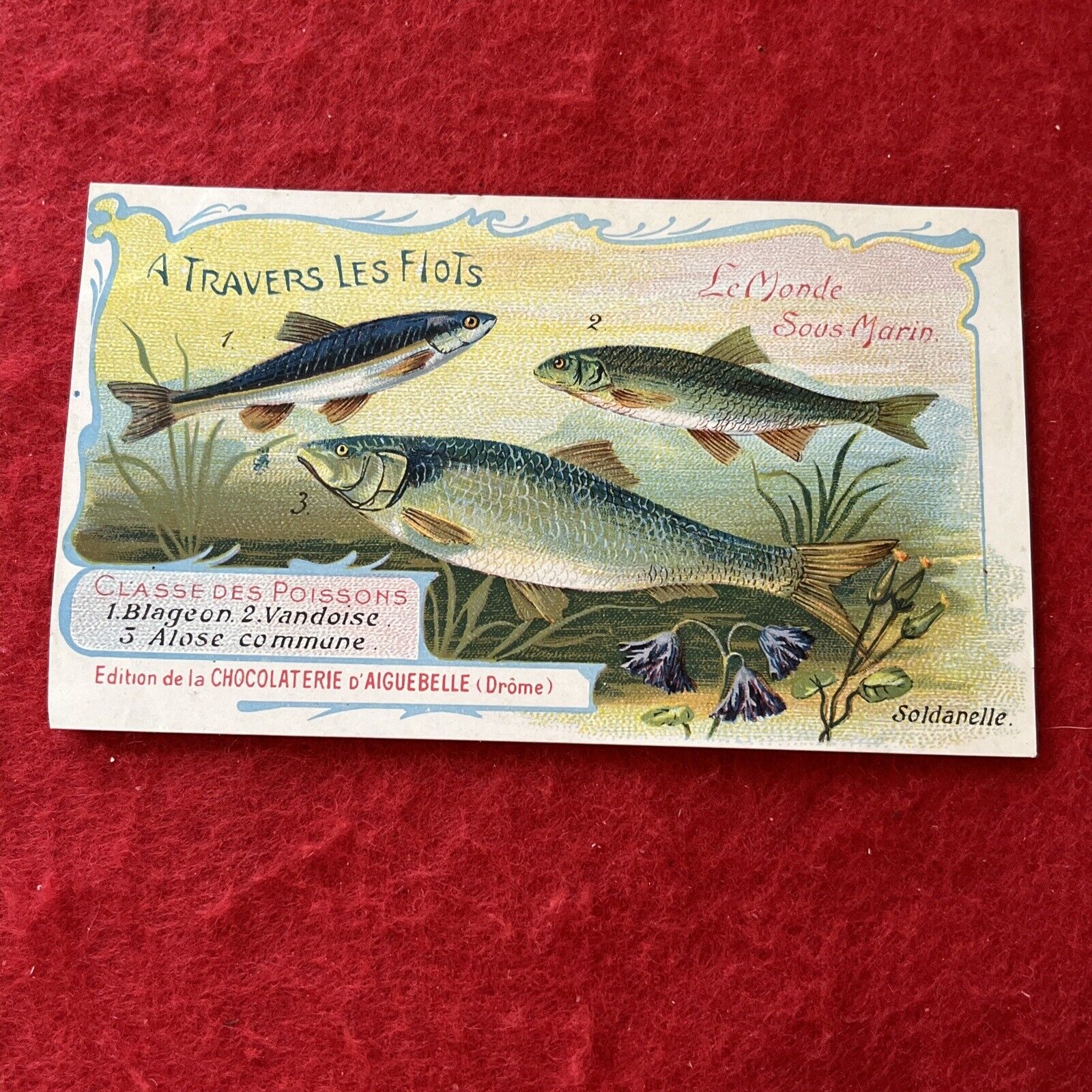 1800s Early 1900s Era CHOCOLATERIE D’AIGUEBELLE “Fish” Trade Card