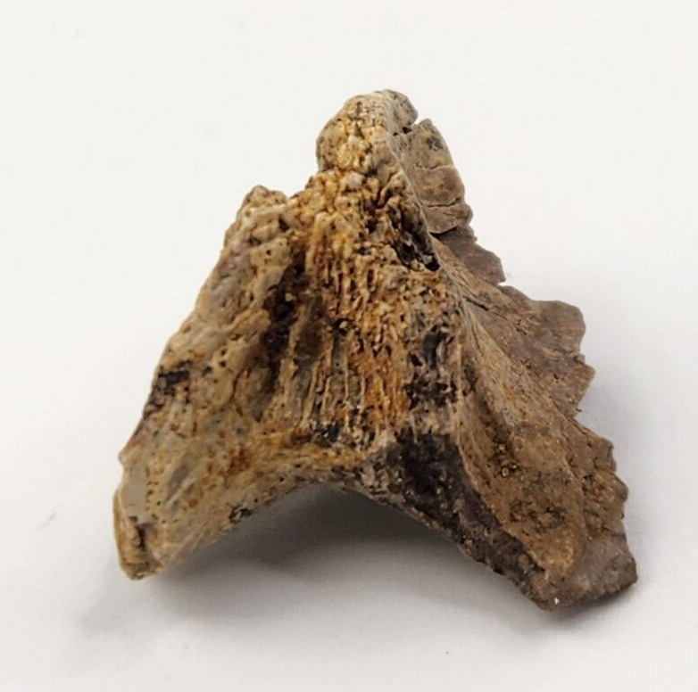 Crocodilian Skull Bone Fossil Fragment - Judith River Fm. - Hill Co., MT