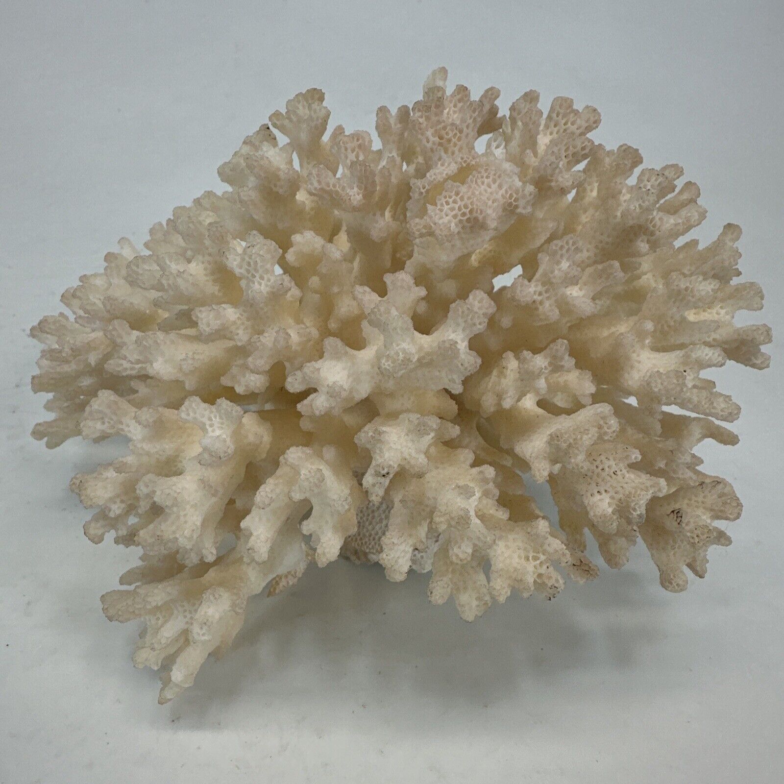 Natural Genuine White Coral Home Aquarium Decor Beach Wedding  5” X 4”
