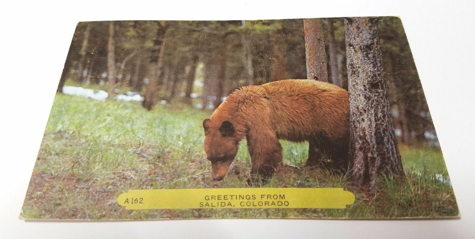 Greetings from Salida Colorado Postcard Brown Bear in Trees Unposted 