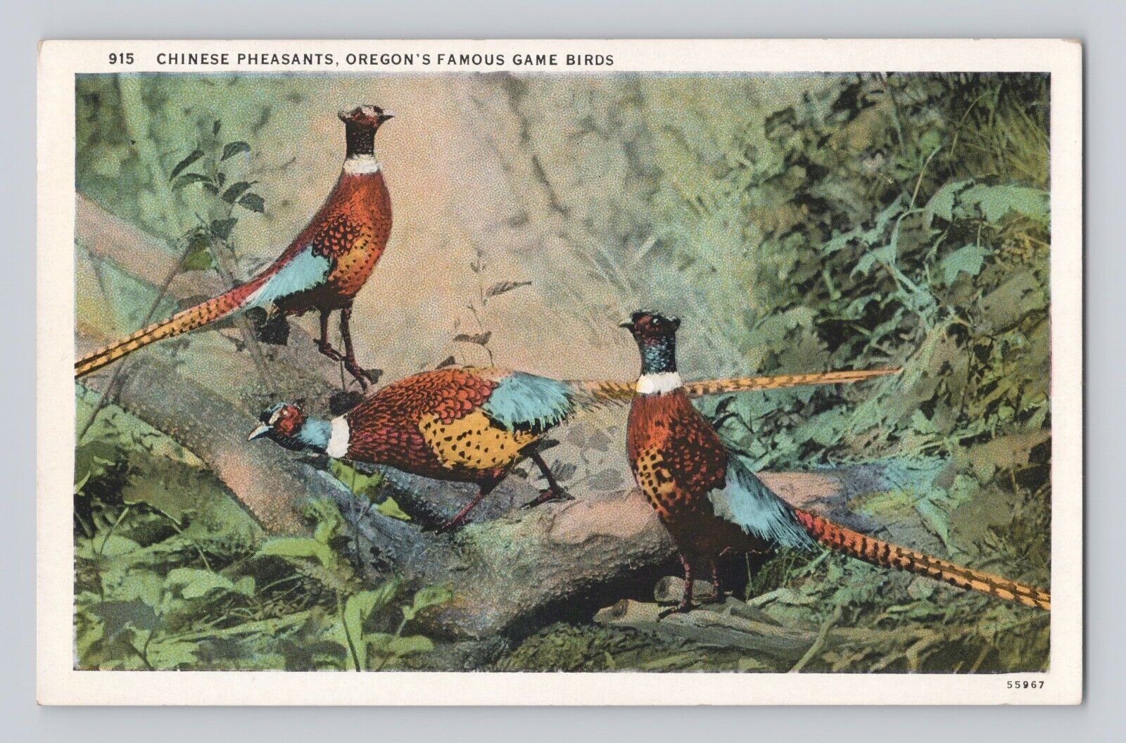 Chinese Pheasants Oregon\'s Famous Game Birds 1949 VINTAGE POSTCARD 1408