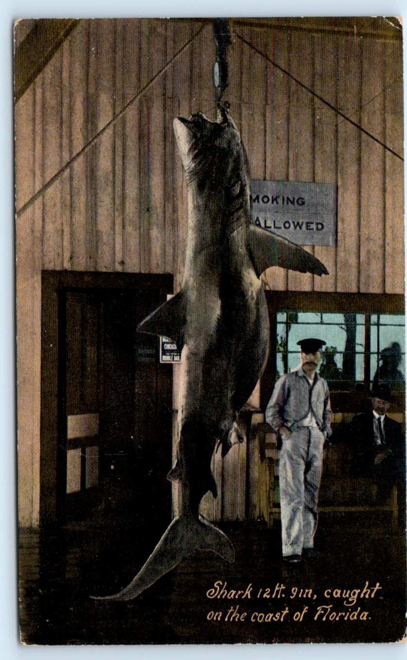 PALATKA, FL Florida Area? ~ LARGE SHARK Caught on Florida Coast c1910s  Postcard