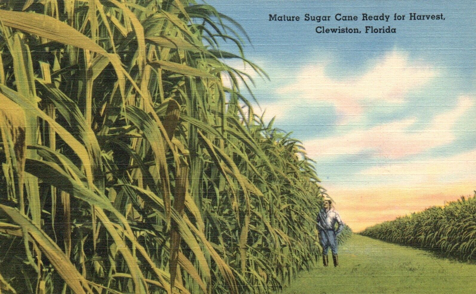 Postcard FL Clewiston Mature Sugar Cane Ready for Harvest Linen Vintage PC H5285