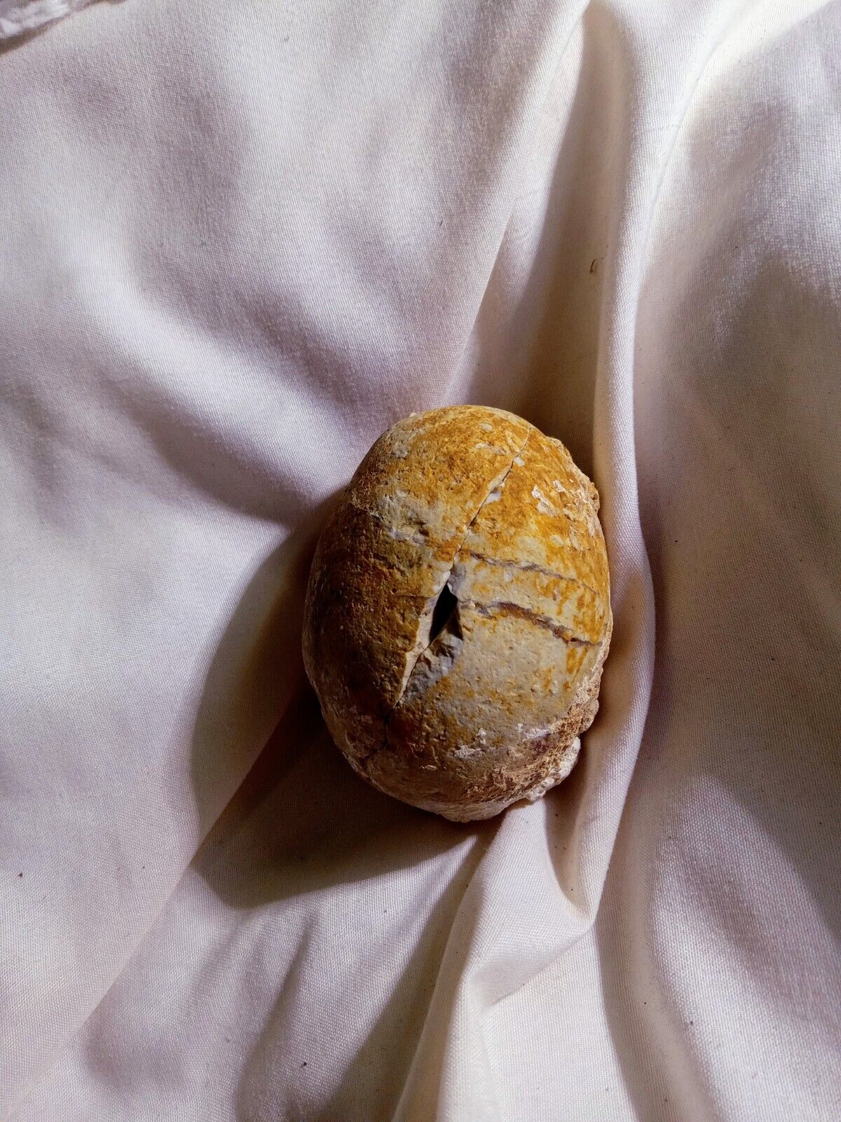 Fossil, Petrified Egg with Yolk & Tiny, Bone Intact.  Science & Museum Quality