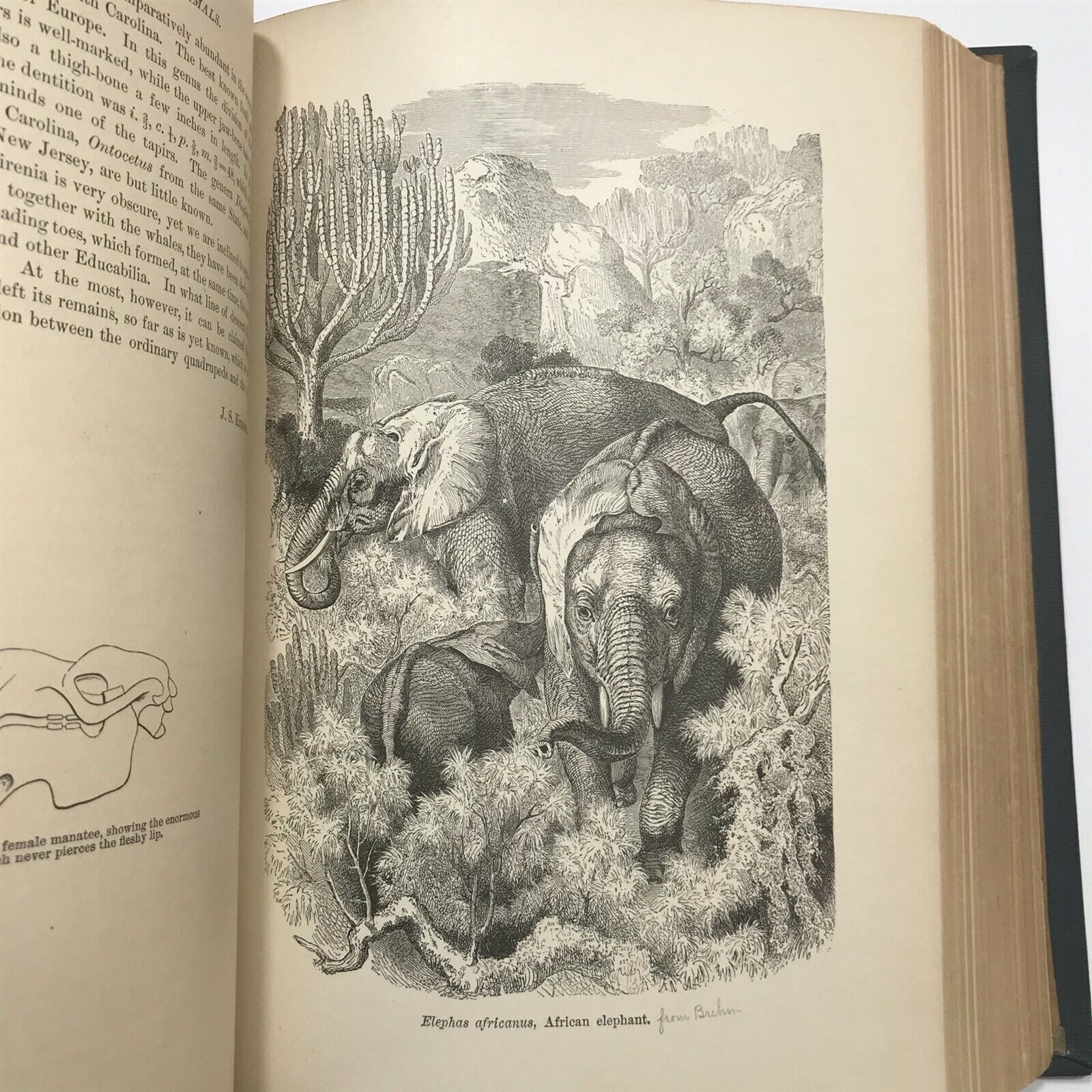 c.1886 The Standard Natural History Vol. V Mammals Book by J.S. Kingsley 1dd