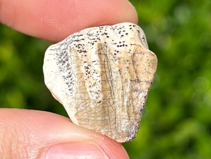 Ouranosaurus Dinosaur Tooth Fossil from Niger Elrhaz Formation Cretaceous Age
