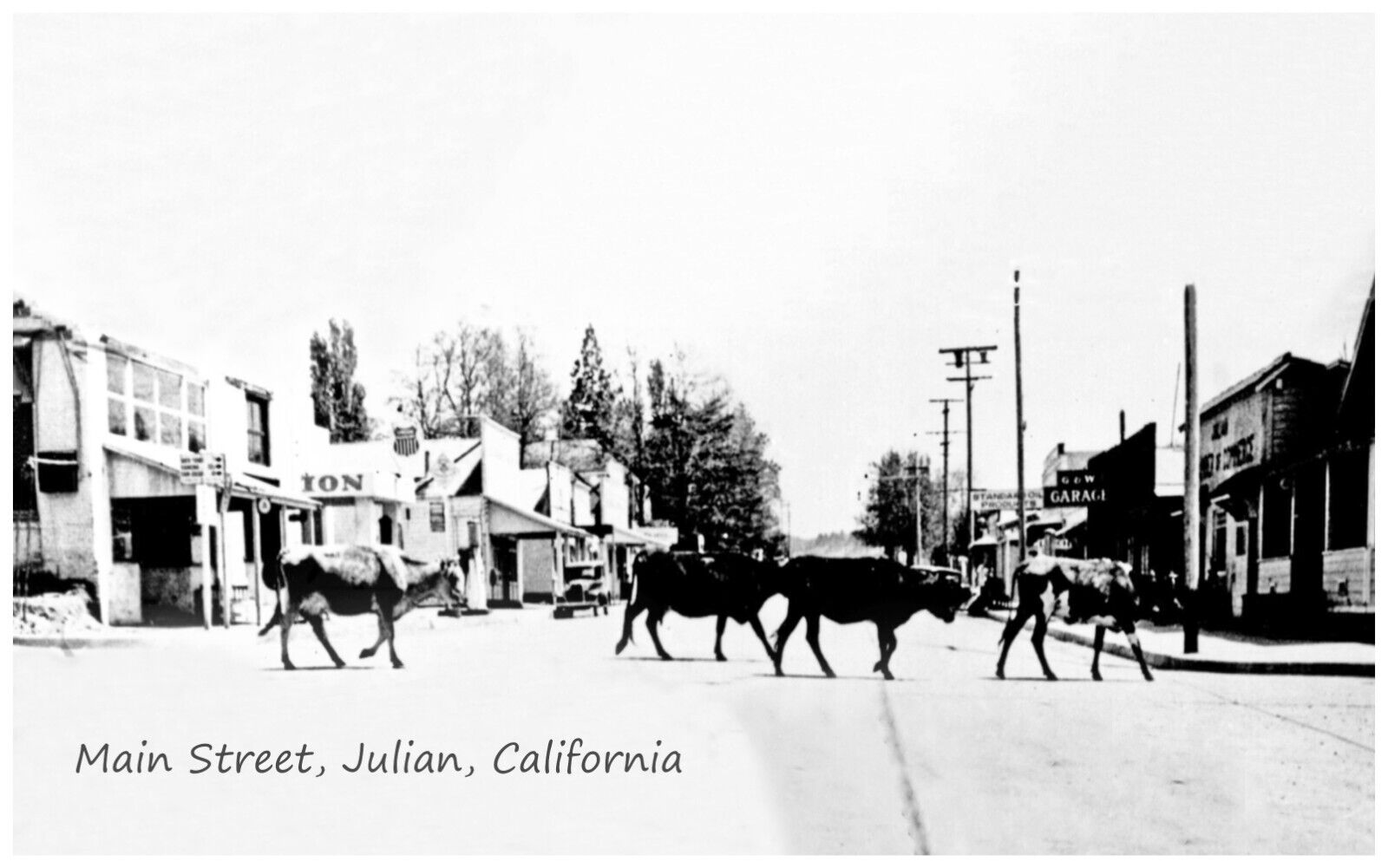 Julian, California Main Street Cattle Crossing St Reprint Postcard  #77467