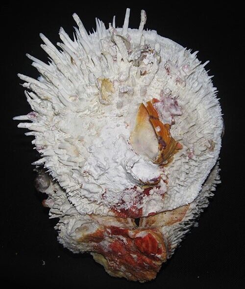 170 mm HUGE & HEAVY Spondylus Varius Oyster Seashell Phuket Thailand GREAT
