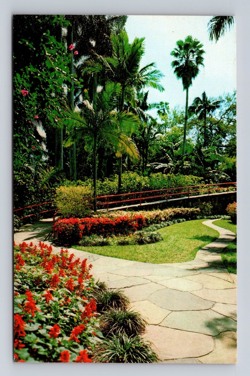 St Petersburg FL-Florida, Tall Palms & Flowers Sunken Gardens, Vintage Postcard