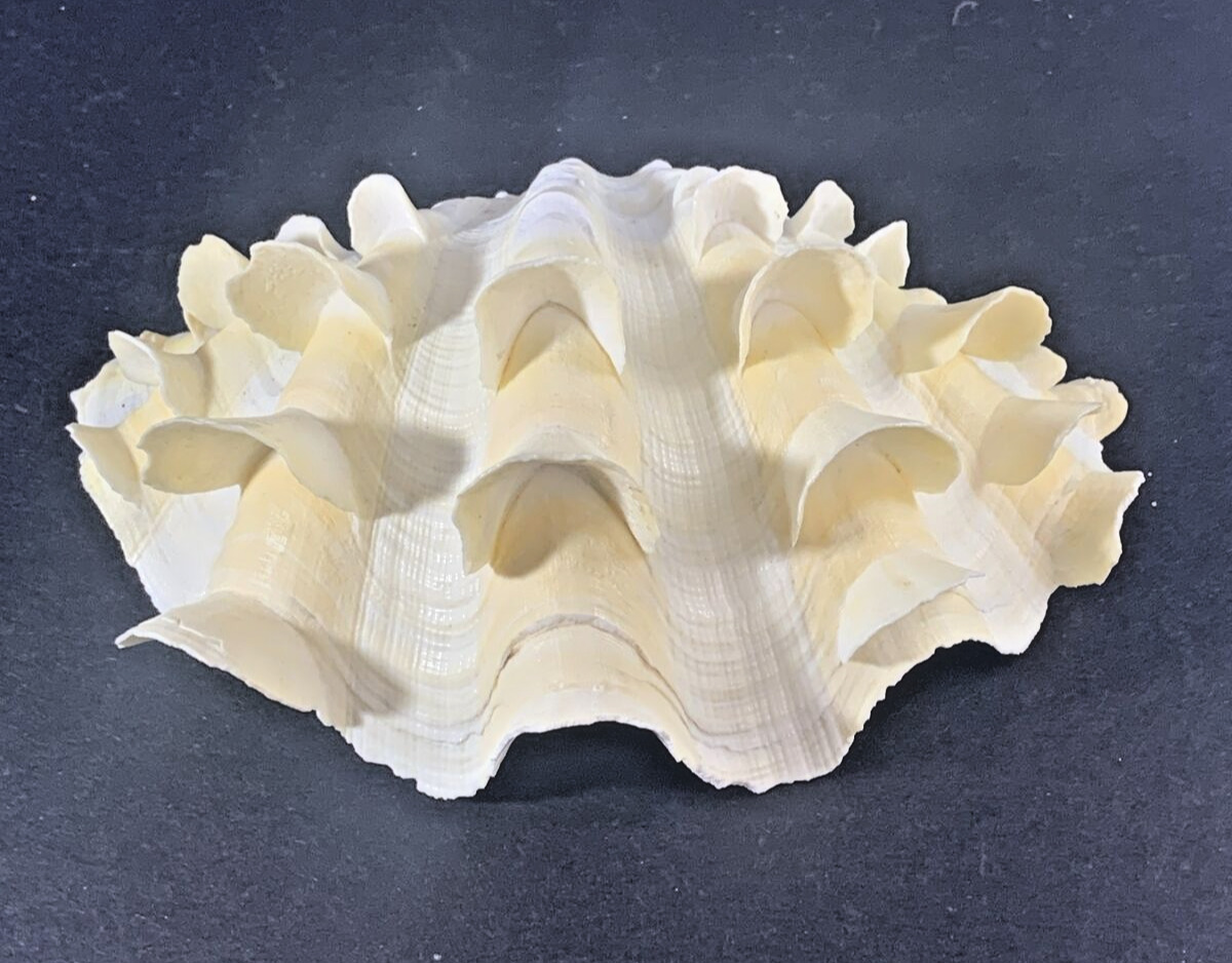 Squamosa Tridacna Ruffled Scalloped Clam Shell Natural Seashell Half 6\