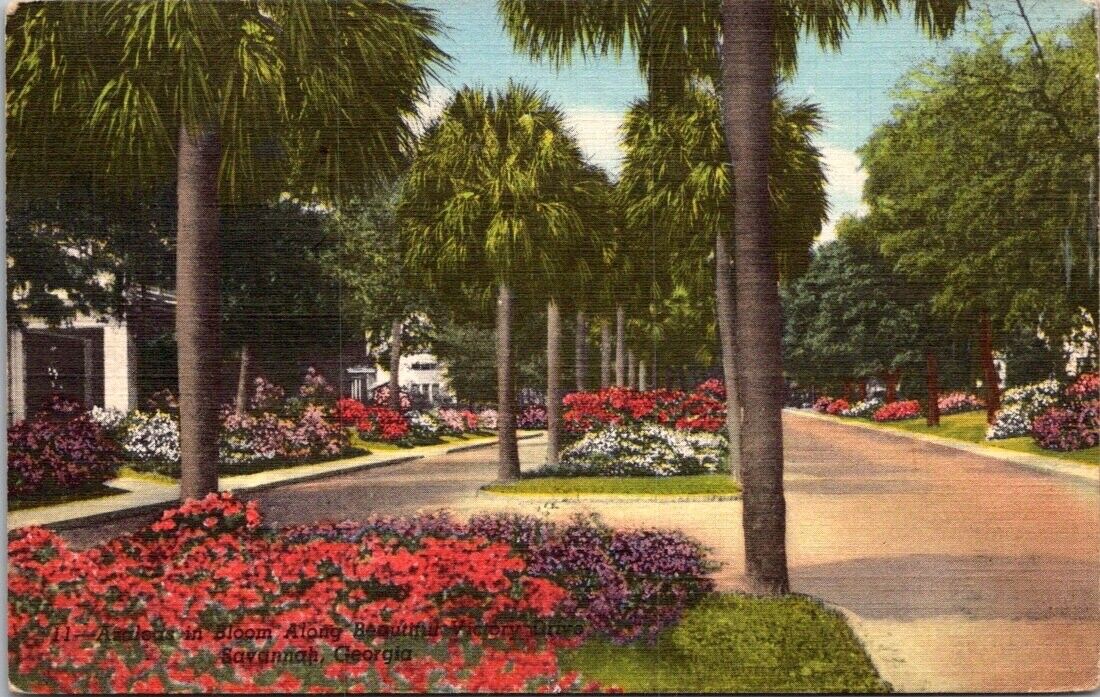 Savannah, GA Azaleas in Bloom Victory Drive Postcard Linen Posted